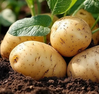 Hilling Potatoes in Raised Gardens: Increasing Tuber Production - Land Guard