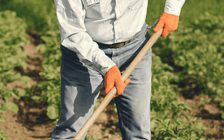 Easy-to-Grow Vegetables Perfect for Fall and Winter Planting