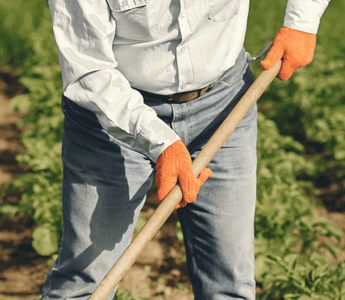 Easy-to-Grow Vegetables Perfect for Fall and Winter Planting