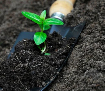 Soil Preparation for Raised Garden Beds: Secrets to Healthy Plants - Land Guard