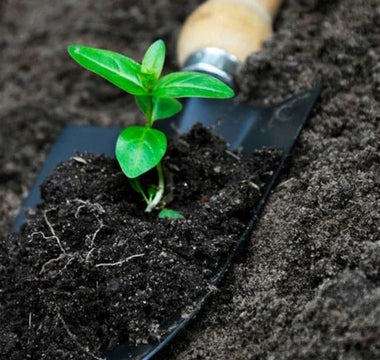 Soil Preparation for Raised Garden Beds: Secrets to Healthy Plants - Land Guard