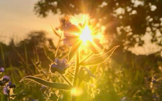 Summer-Proof Your Raised Garden Bed: Heatwave Survival Tips - Land Guard