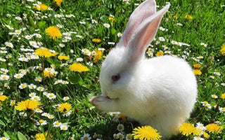 How to Deter Animals from Your Garden Beds - Land Guard