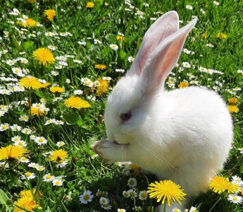 How to Deter Animals from Your Garden Beds - Land Guard