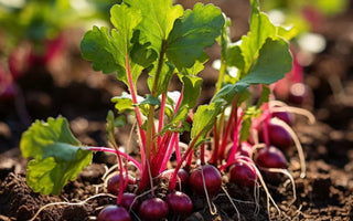 5 Super Vegetables to Harvest in 21 Days - Land Guard