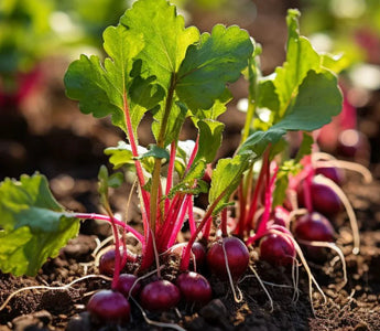 5 Super Vegetables to Harvest in 21 Days - Land Guard