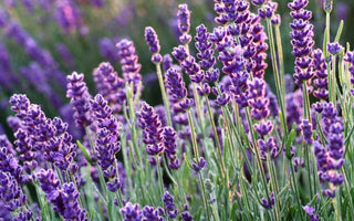 8 Fragrant Flowers for Raised Beds: Turn Your Garden into a Scented Paradise - Land Guard