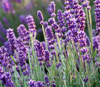 8 Fragrant Flowers for Raised Beds: Turn Your Garden into a Scented Paradise - Land Guard