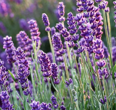 8 Fragrant Flowers for Raised Beds: Turn Your Garden into a Scented Paradise - Land Guard