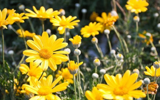 5 Easy-to-Grow Medicinal Plants to Treat Common Ailments