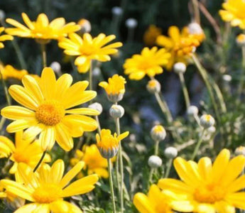 5 Easy-to-Grow Medicinal Plants to Treat Common Ailments - Land Guard