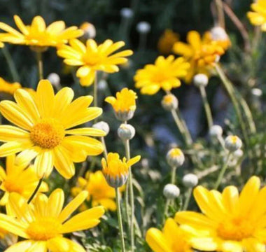 5 Easy-to-Grow Medicinal Plants to Treat Common Ailments - Land Guard