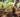 How to Prevent Root Rot in Garden Beds - Land Guard