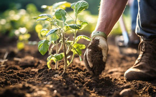 How to Prevent Root Rot in Garden Beds - Land Guard