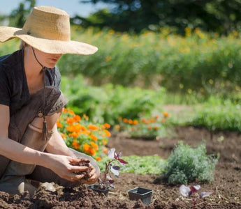 5 Common Mistakes to Avoid in Raised Bed Gardening - Land Guard