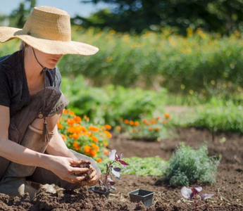5 Common Mistakes to Avoid in Raised Bed Gardening