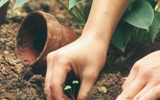 Unlocking Hidden Treasures in Gardening: Surprising Rewards Await - Land Guard