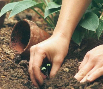 Unlocking Hidden Treasures in Gardening: Surprising Rewards Await - Land Guard