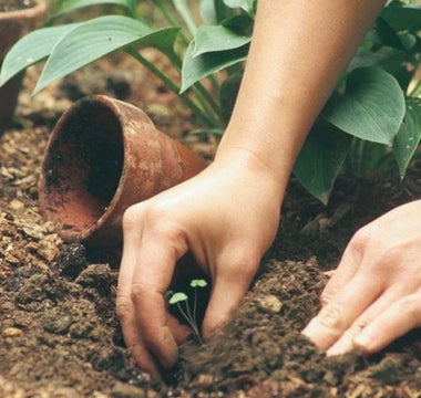 Unlocking Hidden Treasures in Gardening: Surprising Rewards Await - Land Guard