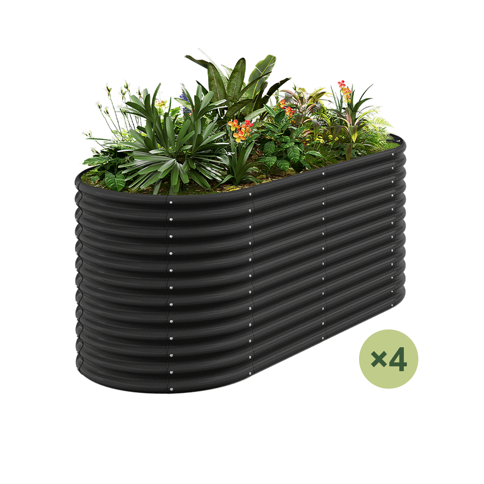 4-Pack 36