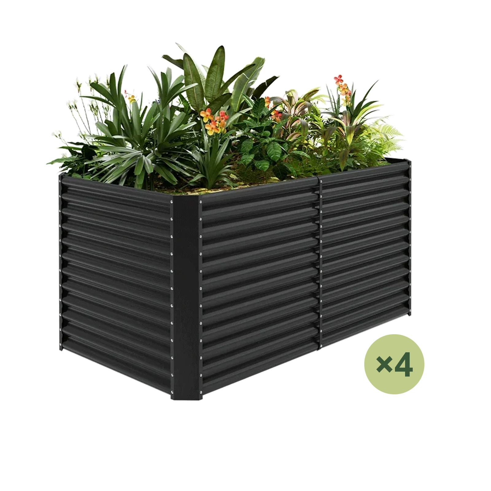 4-Pack 36