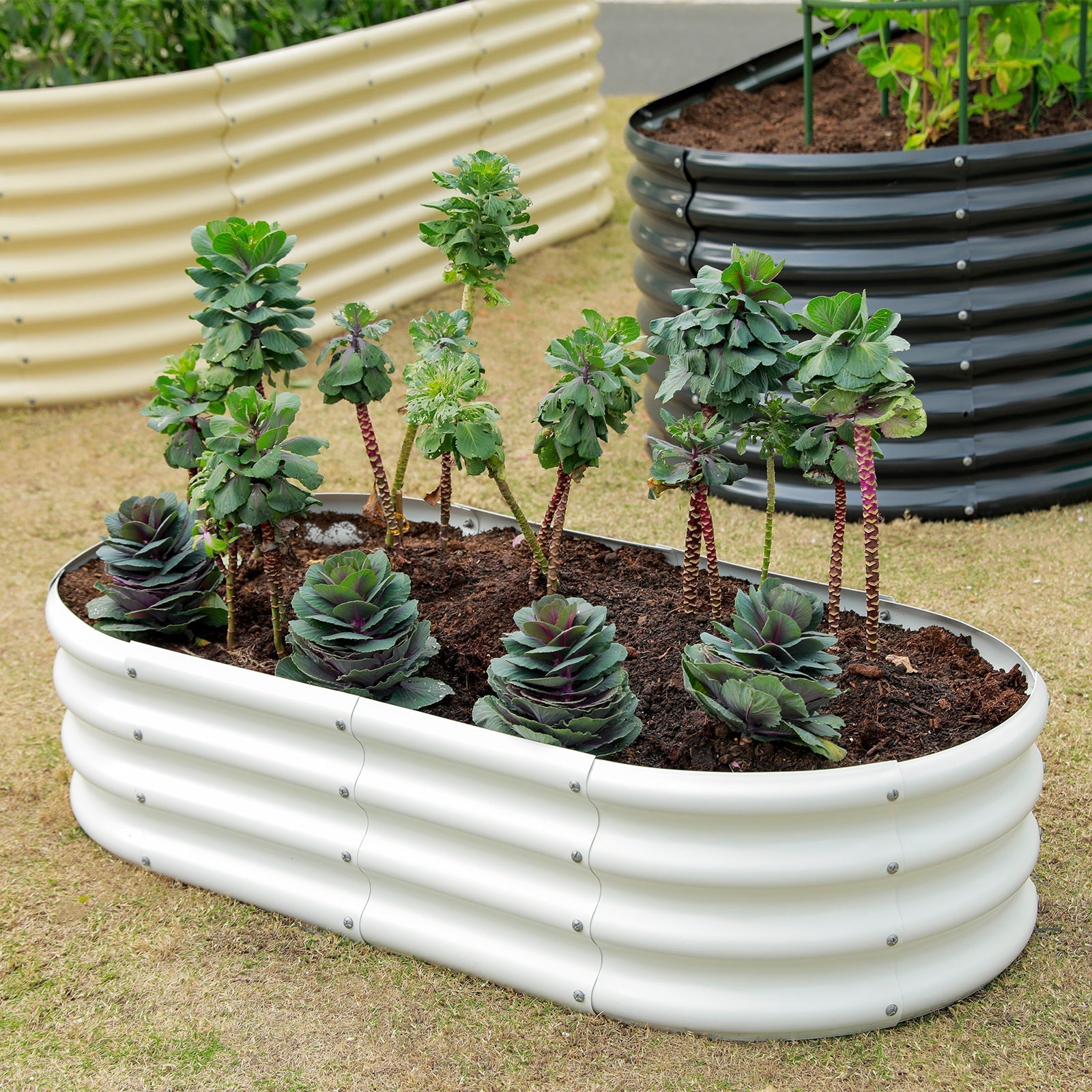 Oval 8x4x1ft Galvanized Raised Garden Bed