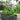 24" tall oval galvanized raised garden bed with trellises. Dark gray metal construction for optimal vegetable gardening.