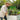 Man in hat and gloves harvesting eggplants from galvanized raised garden bed with legs