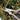 Landguardgarden pruning shears with wooden handles trimming a green garden stem.