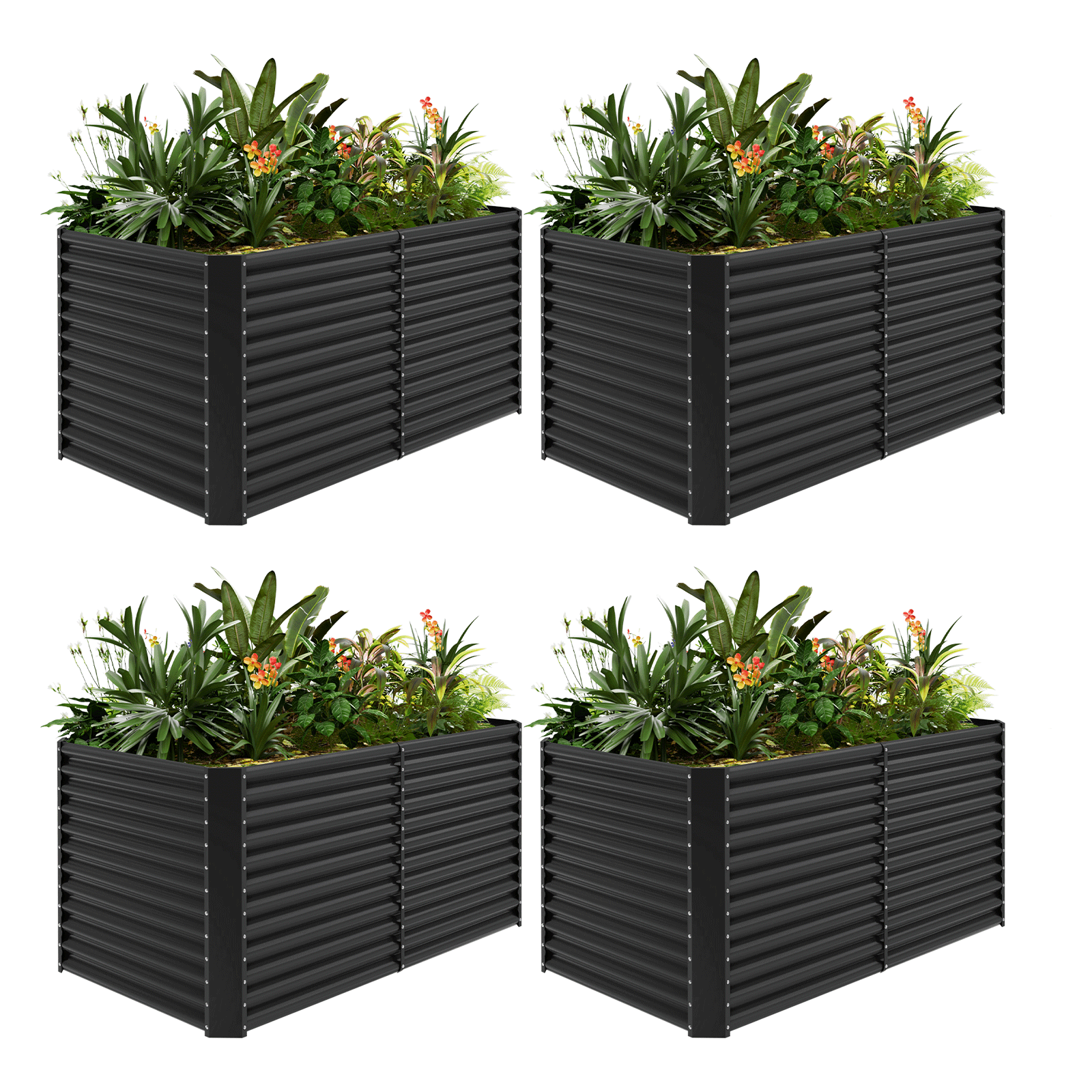 4-Pack 36