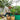 Man harvesting tomatoes from a green galvanized raised garden bed